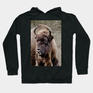 European bison portrait Hoodie